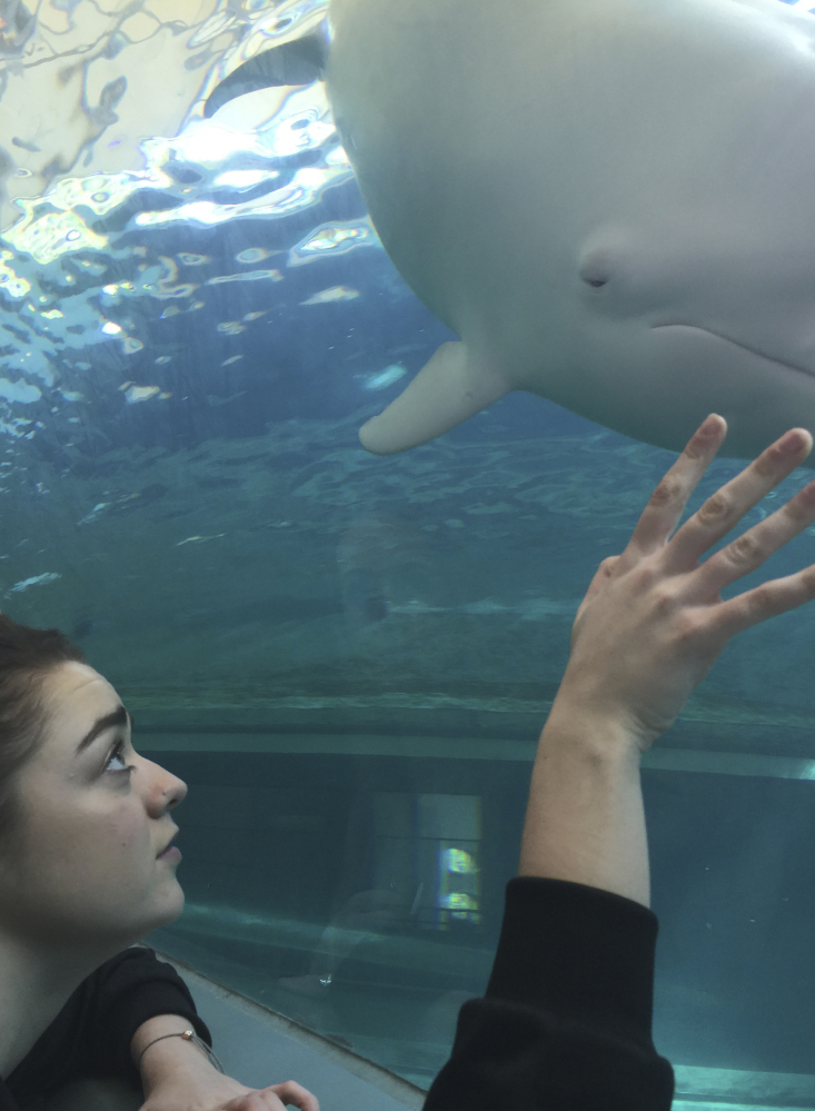 The Dolphin Project released this photo of 19-year-old Maisie Williams watching Angel, an albino dolphin, at the Taiji Whale Museum in Taiji in central Japan on Friday. The "Game of Thrones" actress hopes her influence on social media helps to raise awareness of the plight of dolphins slaughtered in a traditional hunt in Japan.