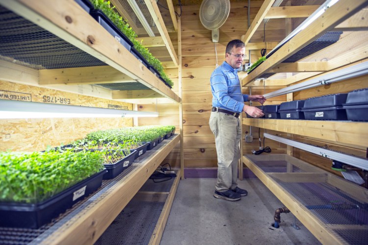 Haley Cornwall, 47, of West Buxton, tends to seed trays within the greenhouse