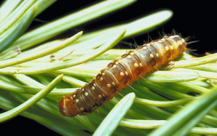 The spruce budworm experiences cyclical population explosions that can harm trees.