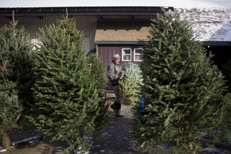 Stephen Gile stands Christmas trees at the Giles Family Farm store in Alfred. 
