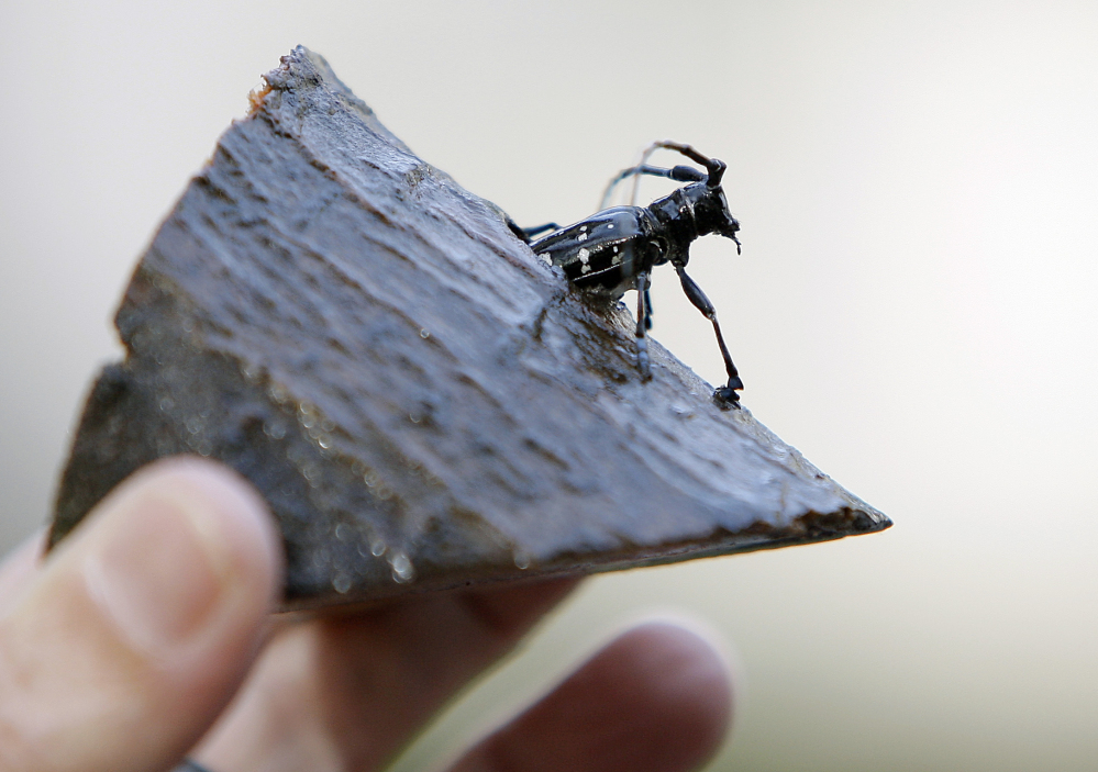 The property owners preserved the remains of an Asian longhorned beetle found in their backyard in Worcester, Mass. The infestation in the city resulted in removal of tens of thousands of trees.