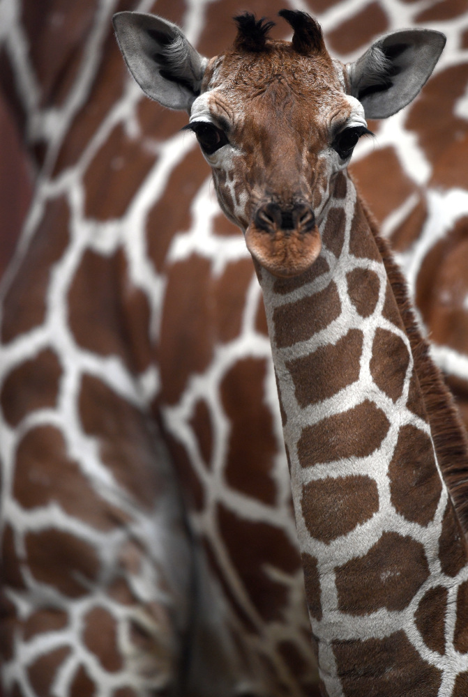 A Somali giraffe born Nov. 27, stands in front of its mother in the Cologne zoo on Thursday. Giraffes are undergoing a 'silent extinction,' two biologists say.