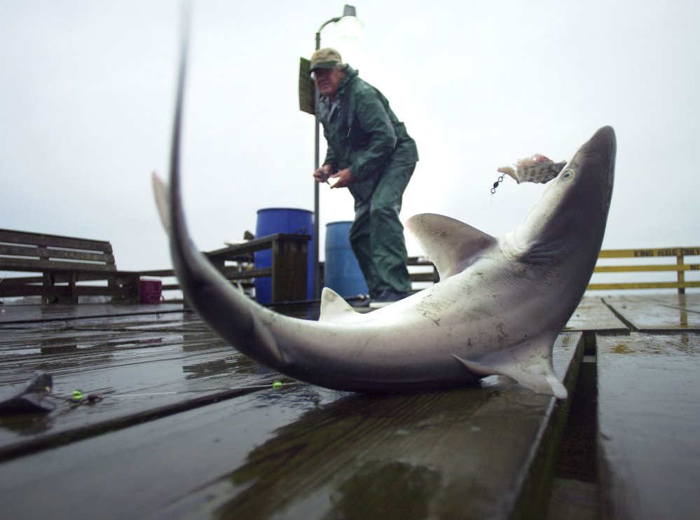 In this Oct. 28, 2003, file photo, a small dusky shark flails on the end of the Avalon Fishing Pier in Kill Devil Hills, N.C., as angler Ron Warlick gets ready to remove the hook. A group of conservationists say a federal plan to protect this threatened shark that lives in East Coast waters doesn't go far enough. The National Marine Fisheries Service is proposing changes to federal fishing rules with the goal of protecting dusky sharks.