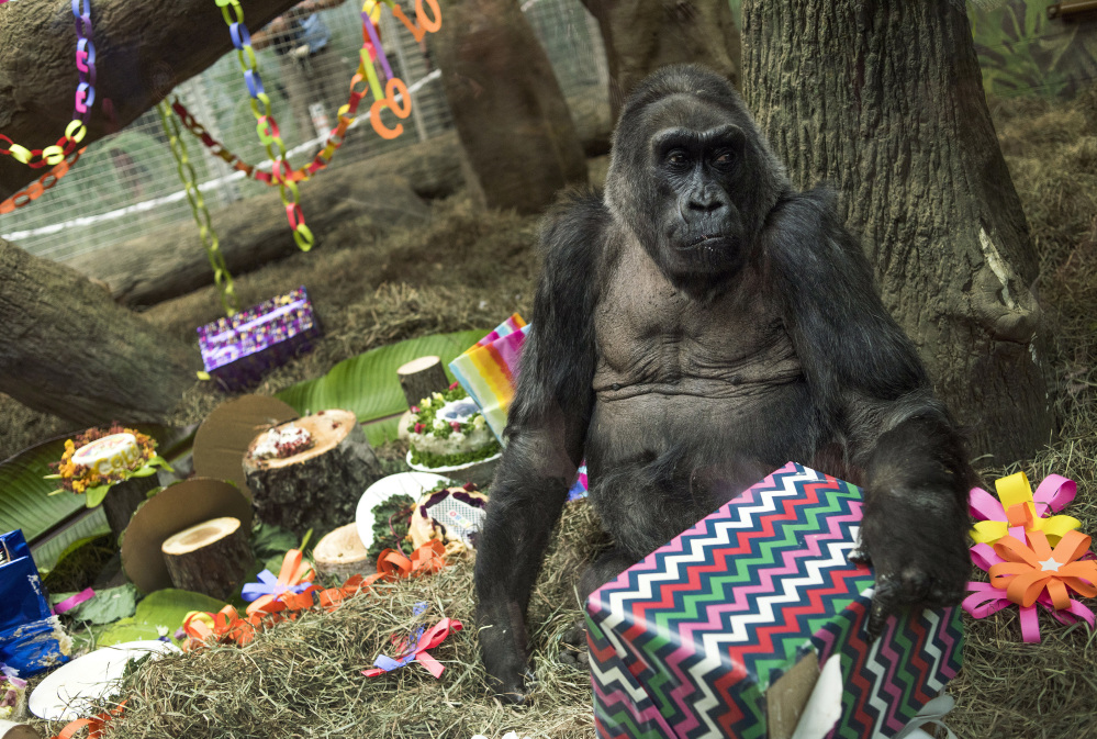 A gorilla named Colo opens a present in her enclosure during her 60th birthday party at the Columbus Zoo and Aquarium on Thursday in Columbus, Ohio. Colo was the first gorilla in the world born in a zoo and has surpassed the usual life expectancy of captive gorillas by two decades.
Associated Press/Ty Wright