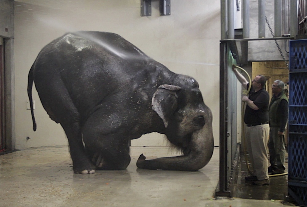 Packy, an Asian elephant, is sprayed with water at the Oregon Zoo, in Portland. Packy is the oldest male of his species in North America. The zoo says Packy, born in 1962, became the first elephant to be born in the Western Hemisphere in 44 years. (Randy L. Rasmussen/The Oregonian via AP, File)