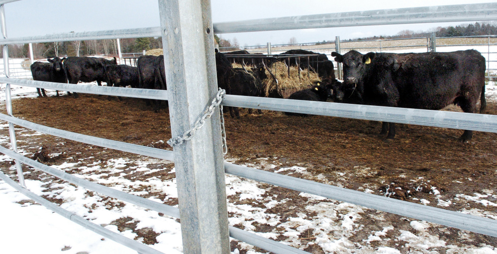 Black Angus cattle graze in a locked pen Thursday at Meadowbrook Farm in China.