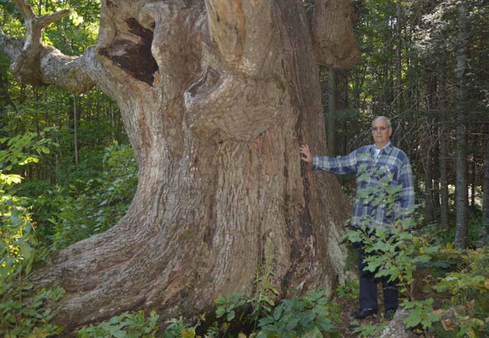 Contributed photo 
 Duane Prugh stands next to a Champion tree, a White Ash, in South Waterford.
