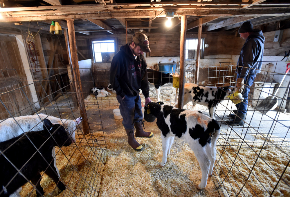 Evan Fisher, center, and TJ Wright feed calves Friday at Misty Meadows Farm in Clinton. An intruder or intruders released hundreds of cows from their pens last month at the farm.