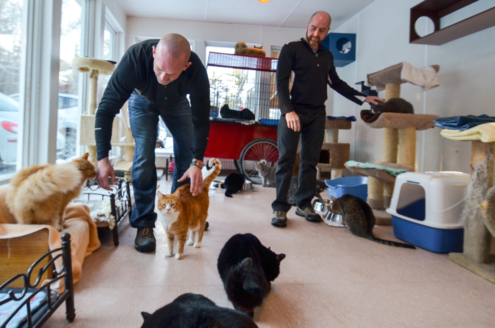 The cats waiting for adoption at the P.A.L.S. no kill animal shelter in Winthrop played host to Dave Dostie, left and Tony Routh, right on Friday as the two prepared to complete their fundraising efforts on behalf of the shelter.