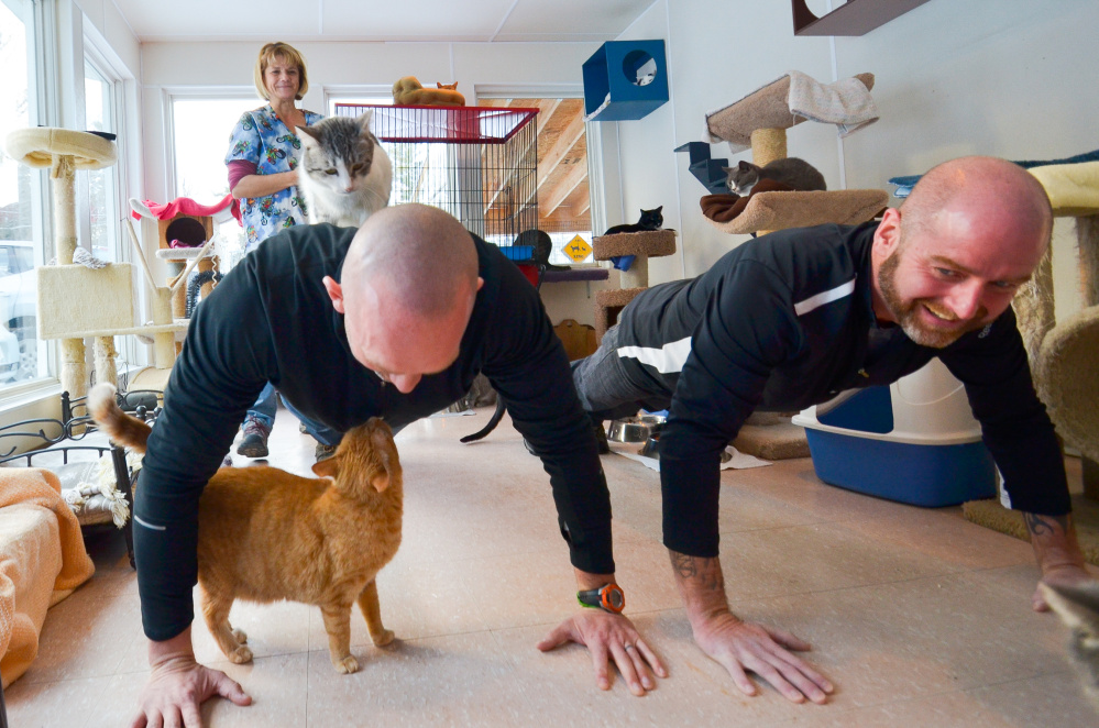 Dave Dostie, of Augusta, left, partnered up with Tony Routh, of Randolph, right, to raise funds by doing push ups the P.A.L.S. no kill cat animal shelter in Winthrop. They wrapped up their campaign Friday by doing a final round of push-ups as shelter executive director Theresa Silsby and the cats look on.