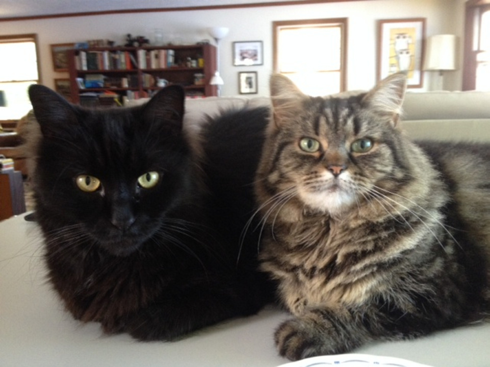 Amy Calder's cats, Pip, left, and Bitsy, during the summer of 2016.