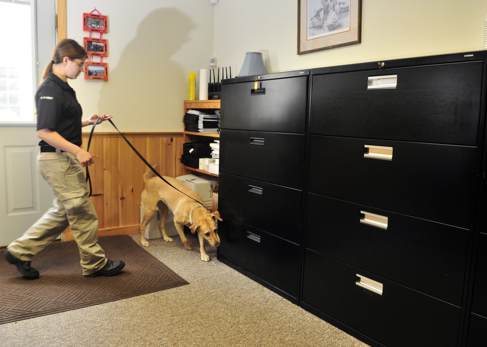 Kendra Laliberte leads her dog, Jordana, through a conference room searching for a container of bedbugs during a demonstration on July 29 at Merrills Detector Dog Services in Readfield, which has been hired by the city throughout the year to check public buildings for bedbugs.