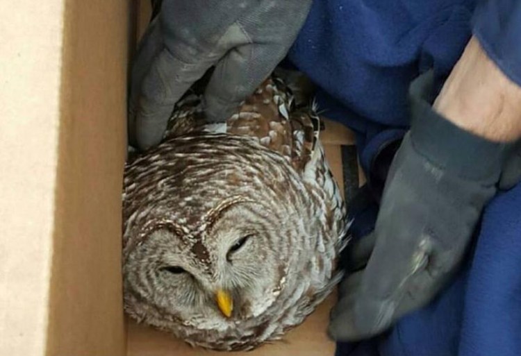 Maine State Police Trooper Bernard Brunette rescued an owl Thursday morning that appeared to have been struck by a vehicle on Interstate 95 in Palmyra.