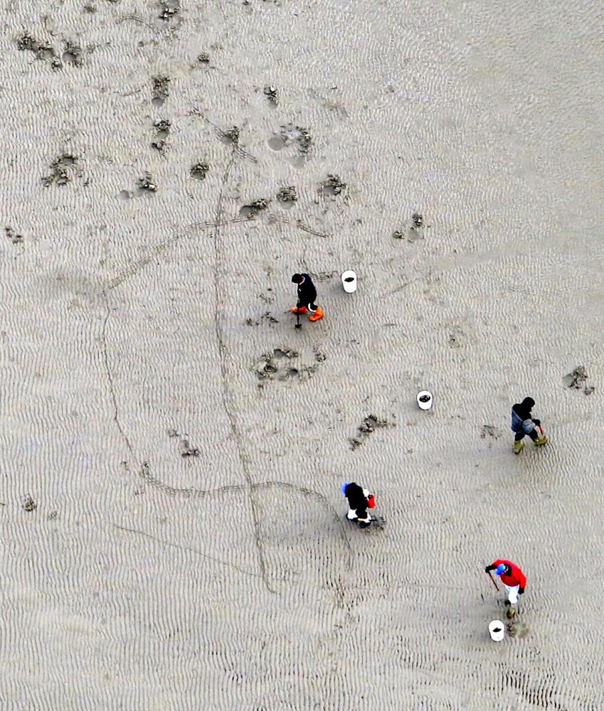 Clammers work the flats at Pine Point in Scarborough in February 2014. Members of the shellfish commission say green crabs and milky ribbon worms are decimating the beds.