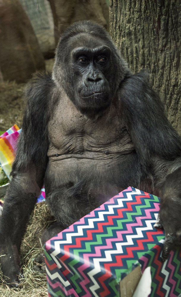 Colo opens a present at her 60th birthday party last month at the Columbus Zoo and Aquarium in Ohio.