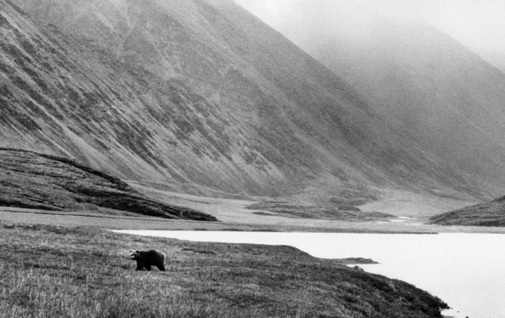 A grizzly bear prowls the tundra of the Arctic National Wildlife Refuge in 1986. The far-north refuge has been a hot topic for decades even though its output potential has not been accurately measured.