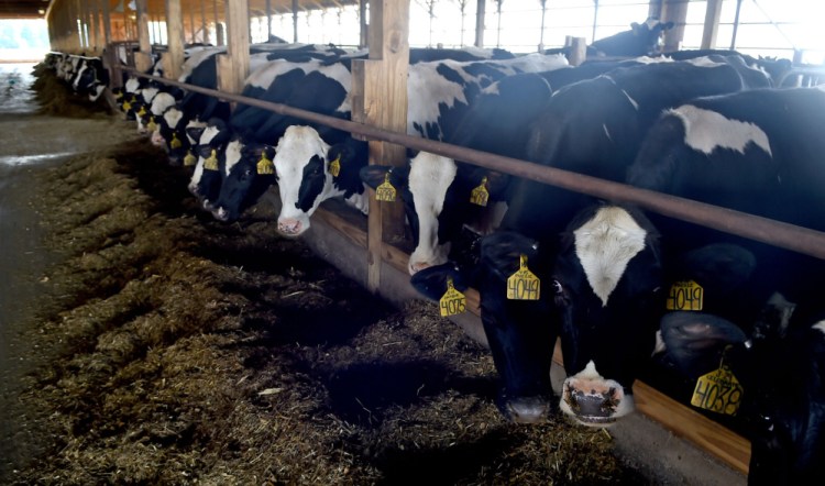 Dairy cows eat grain before the midday milking Aug. 4 at Misty Meadows Farm in Clinton. Police continue to investigate late November vandalism at the farm.