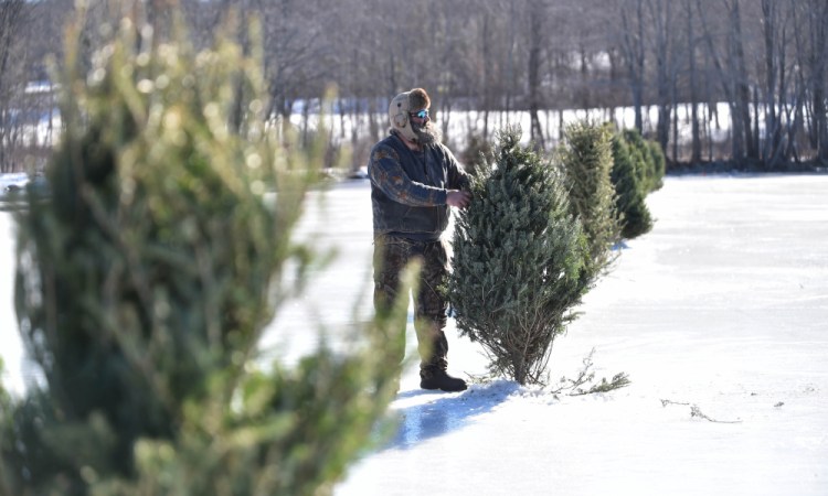Todd Jackson adjusts old Christmas trees along the north end of Messalonskee Lake in Oakland on Saturday. The trees were installed to warn people of the thin ice and open water.