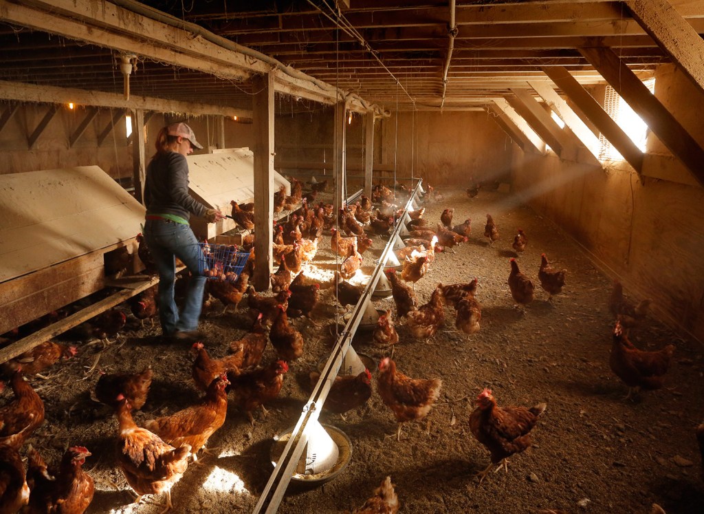 Bowden’s Egg Farm in Waldoboro Kennebec Journal and Morning Sentinel