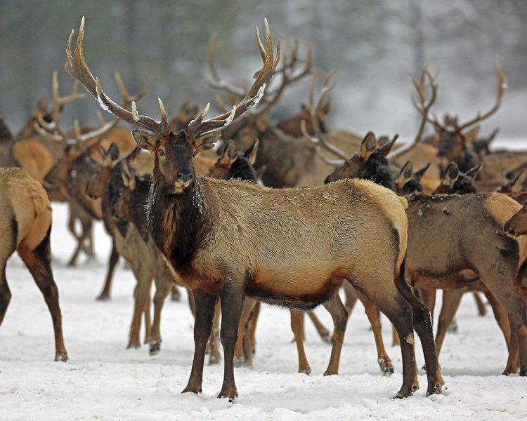 Elk feed on alfalfa hay brought to them by state wildlife officers at the Wenaha Wildlife Area near Troy, Oregon. Animals are suffering across the West as natural food sources have remained buried under ice and heavy snowfall.