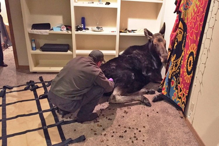 An Idaho Department of Fish and Game worker prepares a sedated moose to be removed from a Hailey, Idaho, basement. 