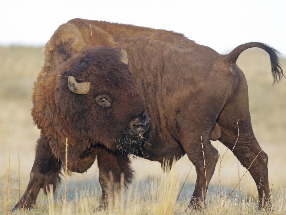 Wildlife advocates say they fiercely oppose the periodic slaughters of Yellowstone National Park's world-famous bison herds.