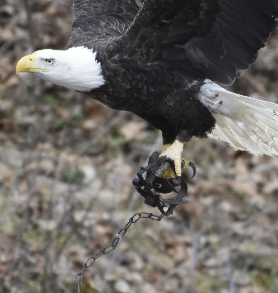 A bald eagle with a leg-hold trap clamped to a talon struggles to fly Sunday near Gettysburg, Pa. Volunteers still were trying to find the raptor on Tuesday.