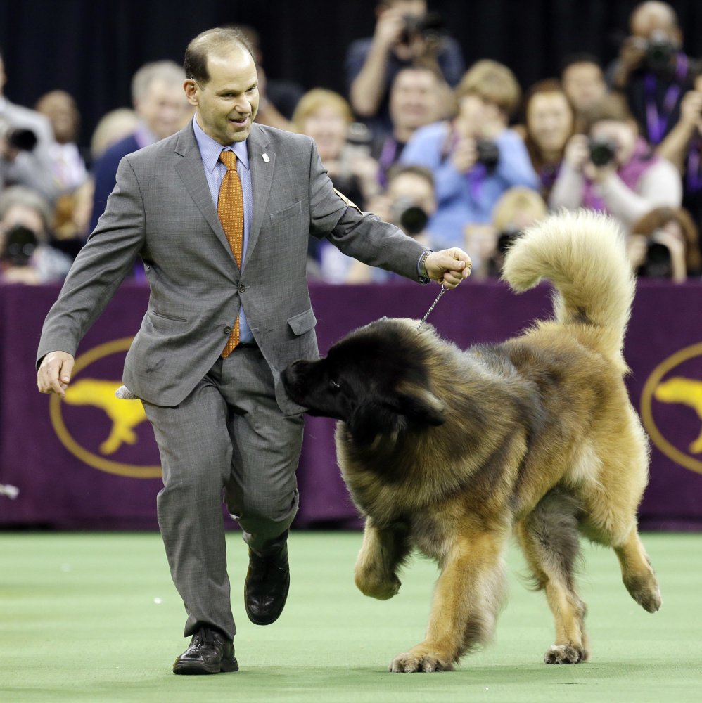 Dario, a Leonberger, tries to get at the treats in Sam Mammano's pocket during the working group competition last February. Dario is back this year.