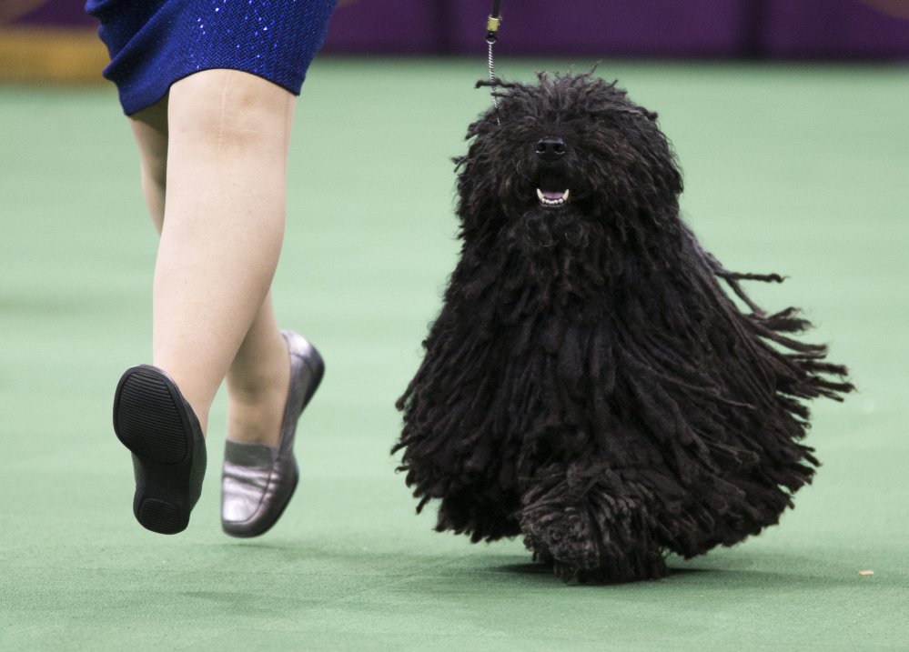 Preston the puli is guaranteed to get off to a good start when the show begins Monday. He's the only puli entered, assuring him a spot in the herding group final later that night.