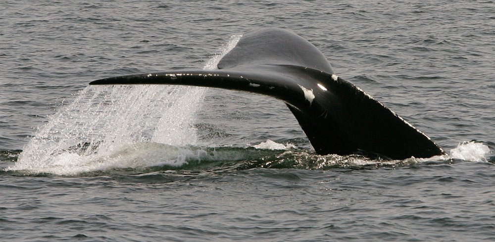 The Endangered Species Act, created to protect animals like the North Atlantic right whale, above, was attacked by Republicans Wednesday in a Senate hearing.
