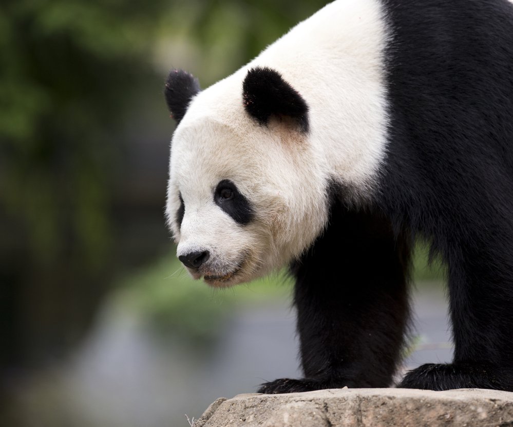 Bao Bao roams in an enclosure at the National Zoo in Washington, D.C., in 2015. The 3-year-old panda is scheduled to leave Tuesday on a one-way flight to China to join a breeding program when she turns 5 or 6 years old.