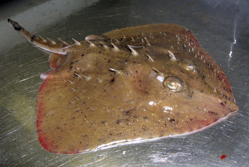 The thorny skate, a bottom-dwelling fish whose habitat in the north Atlantic Ocean ranges from Greenland to South Carolina, will not be listed as an endangered species.