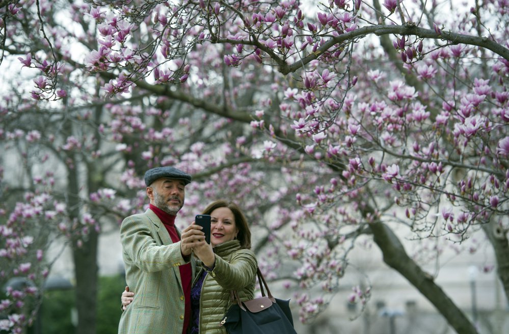 Fidelio Desbradel and his wife Leonor Desbradel, of the Dominican Republic, take a selfie in front of a Tulip Magnolia tree in Washington, Tuesday, Feb. 28, 2017. Crocuses, cherry trees, magnolia trees are blooming several weeks early because of an unusually warm February. Some climate experts say it looks like, because of an assist from global warming, spring has sprung what may be record early this year in about half the nation. (AP Photo