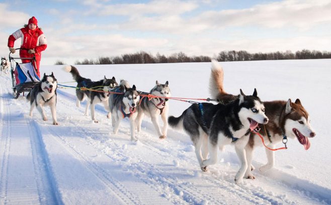 Heywood Kennels in Augusta gives dog sled rides and provides adventures.
