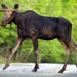 MOOSE
