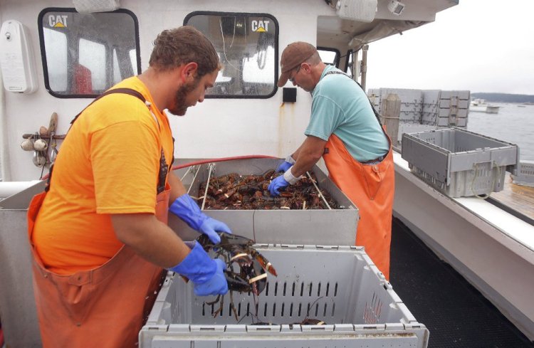 Vincent Barbato, left, and Francis Hardy offload a catch at Greenhead Lobster in Stonington in September. 