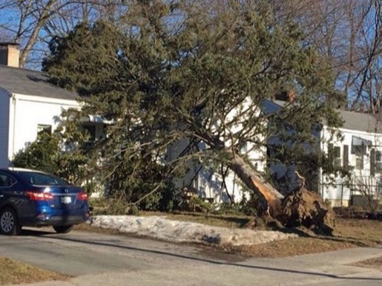 Powerful winds Thursday knocked a tree onto a house on St. John Street in Portland. No injuries were reported, but the tree left several holes in the roof.
