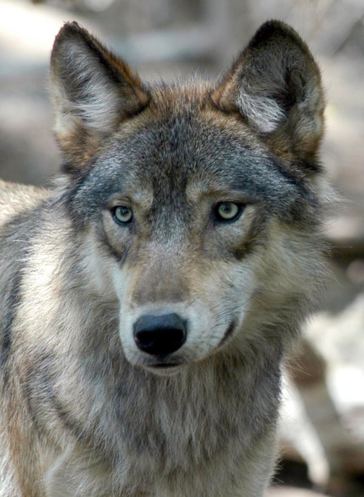 An appeals court ruled against protections for gray wolves in Wyoming on Friday.