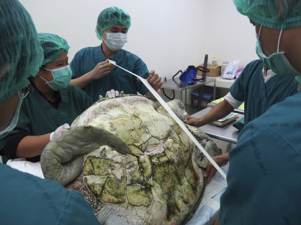 Veterinarians prepare to operate on the female green turtle named after a piggy bank.