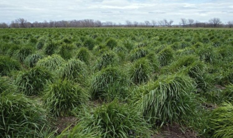 Strands of intermediate wheatgrass, trademarked as Kernza, grow on a plot owned by The Land Institute of Salina, Kan.