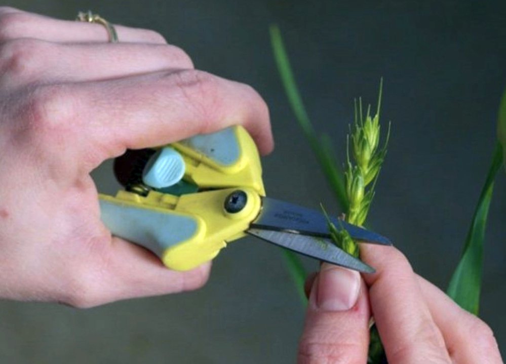 The top of a wheat floret is cut off, giving a technician access to the reproductive parts of the plant.