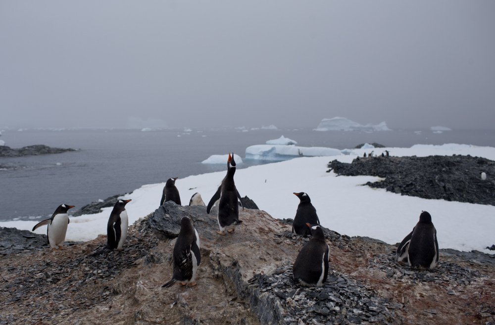 Gentoo penguins stand on a rock near station Bernardo O'Higgins, Antarctica. A new study postulates that mitigating climate change can slow ocean acidification, giving species more time to adapt or migrate.