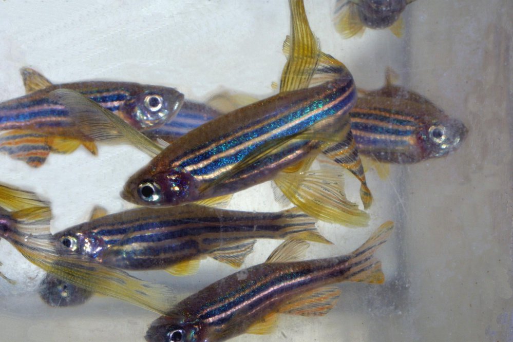 Zebrafish are instrumental in the research.