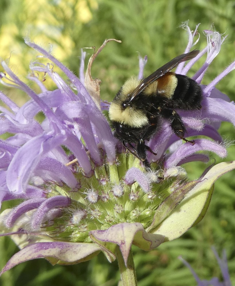 A rusty patched bumblebee in Minnesota. The species will now be listed as endangered.