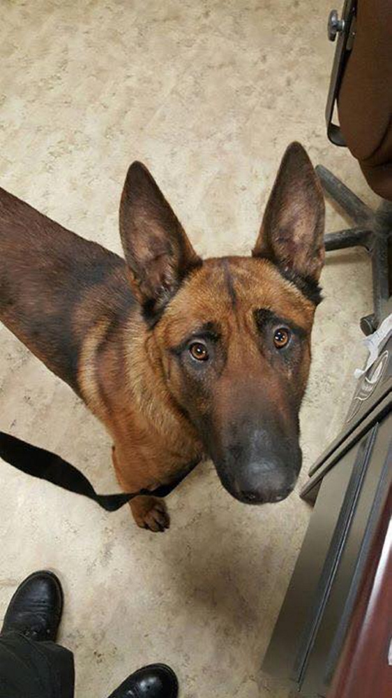 The Fairfield Police Department posted this photo in January on its Facebook page showing its new police dog, a nearly 2-year-old named Rex.