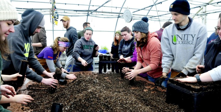 More than 50 Unity College students fill pods with soil Tuesday for the 1,000 American chestnut tree seedlings that will be part of a multi-year effort to develop blight-resistant trees for a restoration of the species at the McKay Farm and Research Station in Thorndike.