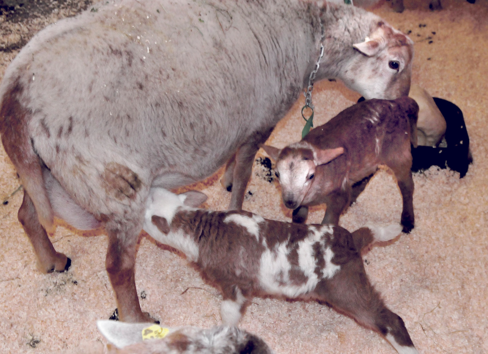 It's always feeding time for these week-old lambs, part of triplets born to a sheep Thursday in a barn at Unity College.