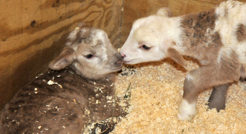 Two week-old Katahdin lambs nuzzle each other in a barn at Unity College on Thursday.