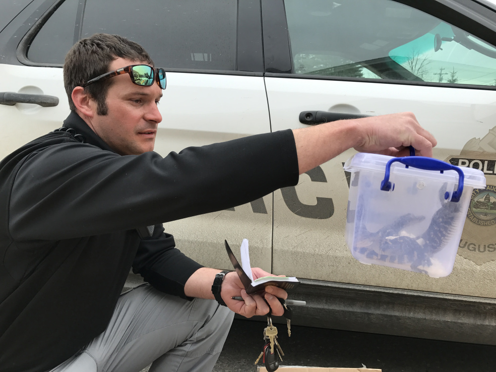 Animal Control Officer Francois Roodman holds a case of baby alligators Tuesday at the bus station in Augusta.