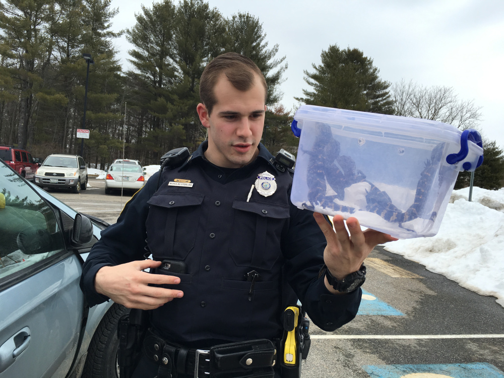 Augusta police Officer Nicholas Sterling holds a plastic box containing five baby alligators Tuesday at the Augusta bus station.